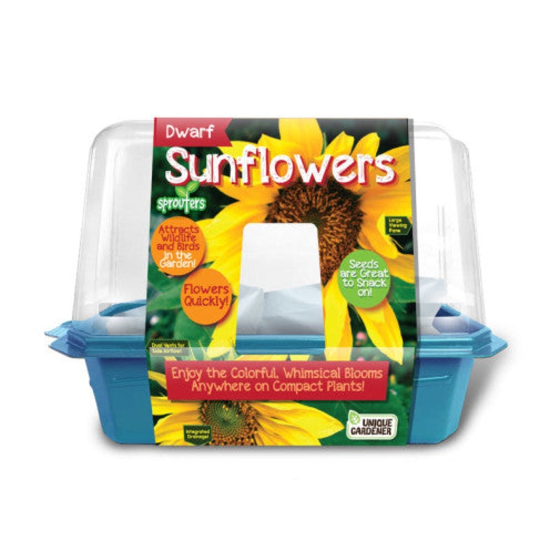 Grow Your Own Dwarf Sunflowers