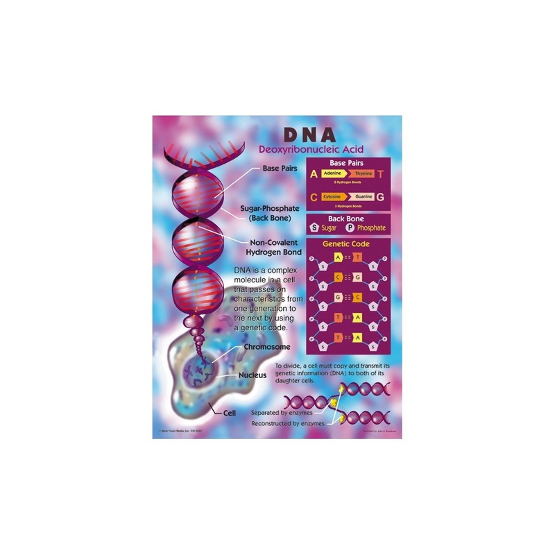 DNA Chartlet