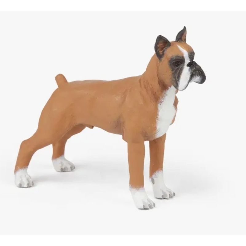Dog – Boxer